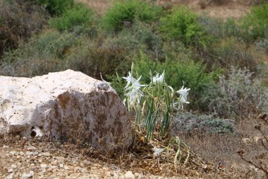 İsrail devletinin kuzeyinde Akdeniz kıyılarında pankratik deniz çiçek 