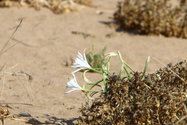İsrail devletinin kuzeyinde Akdeniz kıyılarında pankratik deniz çiçek 