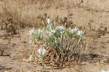 İsrail devletinin kuzeyinde Akdeniz kıyılarında pankratik deniz çiçek 