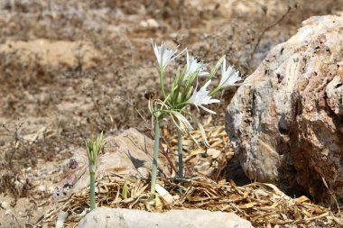 İsrail devletinin kuzeyinde Akdeniz kıyılarında pankratik deniz çiçek 