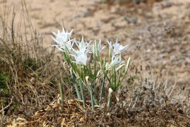 İsrail devletinin kuzeyinde Akdeniz kıyılarında pankratik deniz çiçek 