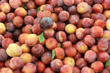 İsrail 'in kuzeyindeki Acre şehrindeki bir pazarda meyve ve sebze satılıyor. 