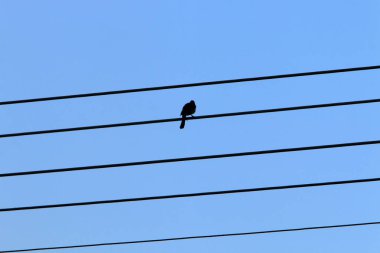 İsrail'de büyük bir şehrin sokaklarında doğa ve inşaat geometrik rakamlar 