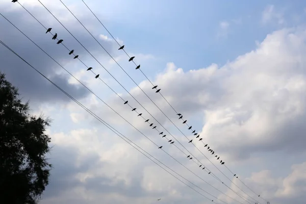 Electric Pole Wires Carry Current North Israel — Stock Photo, Image