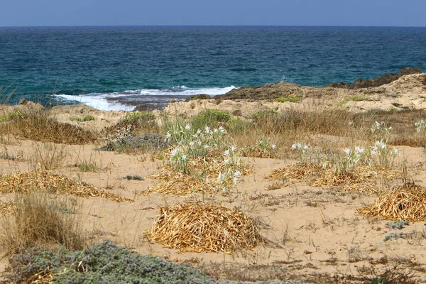 Costa Sabbiosa Del Mar Mediterraneo Nel Nord Israele — Foto Stock