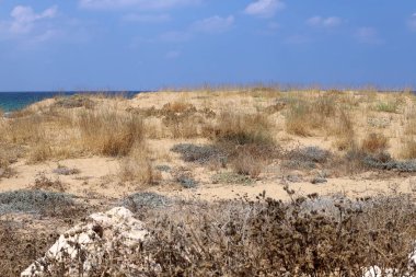 İsrail'in kuzeyinde Akdeniz'in kumlu kıyıları 