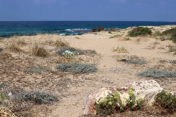 Costa Sabbiosa Del Mar Mediterraneo Nel Nord Israele — Foto Stock