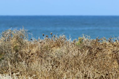 İsrail'in kuzeyinde Akdeniz'in kumlu kıyıları 