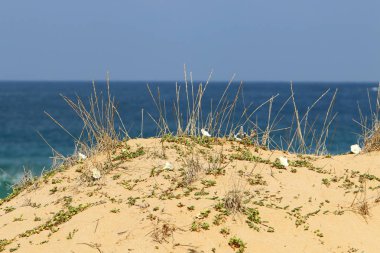 İsrail'in kuzeyinde Akdeniz'in kumlu kıyıları 