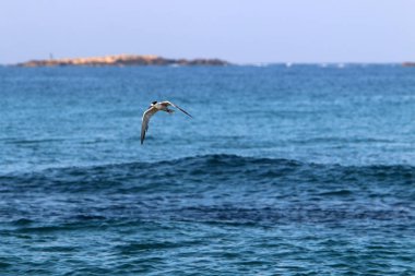 İsrail'in kuzeyinde Akdeniz'in kumlu kıyıları 