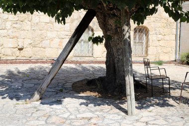 İsrail'in kuzeyinde bir ormanda yaprak döken ağacın kalın gövde 