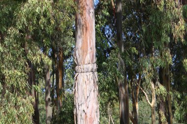 İsrail'in kuzeyinde bir ormanda yaprak döken ağacın kalın gövde 