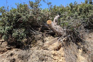 İsrail'in kuzeyinde bir ormanda yaprak döken ağacın kalın gövde 