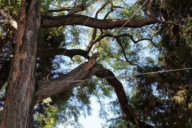 İsrail'in kuzeyinde bir ormanda yaprak döken ağacın kalın gövde 