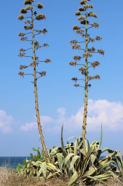 İsrail'in kuzeyinde bir ormanda yaprak döken ağacın kalın gövde 