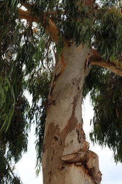 İsrail'in kuzeyinde bir ormanda yaprak döken ağacın kalın gövde 