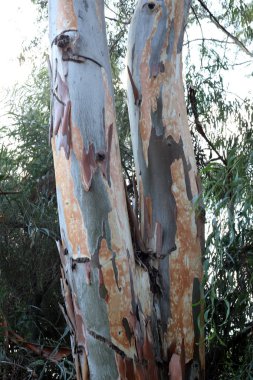 İsrail'in kuzeyinde bir ormanda yaprak döken ağacın kalın gövde 