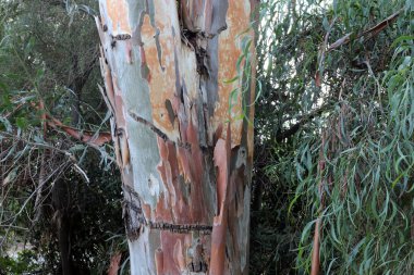 İsrail'in kuzeyinde bir ormanda yaprak döken ağacın kalın gövde 
