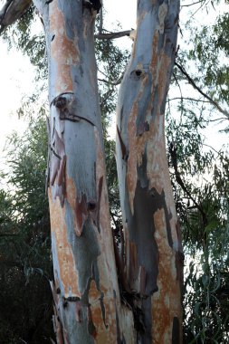 İsrail'in kuzeyinde bir ormanda yaprak döken ağacın kalın gövde 