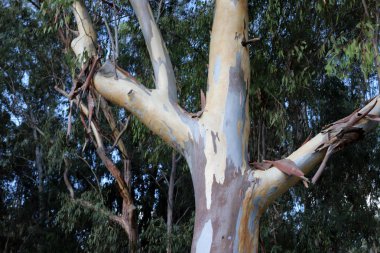 İsrail'in kuzeyinde bir ormanda yaprak döken ağacın kalın gövde 