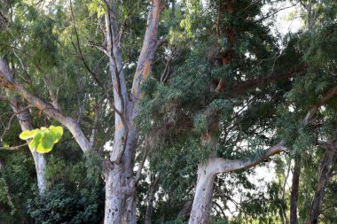 İsrail'in kuzeyinde bir ormanda yaprak döken ağacın kalın gövde 