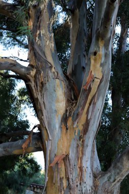 İsrail'in kuzeyinde bir ormanda yaprak döken ağacın kalın gövde 