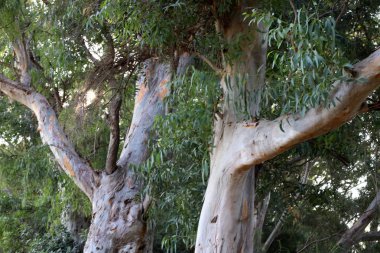İsrail'in kuzeyinde bir ormanda yaprak döken ağacın kalın gövde 