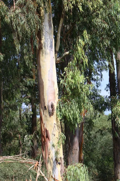 Товстий Стовбур Листяних Дерев Лісі Півночі Ізраїлю — стокове фото