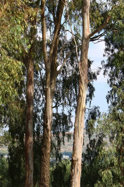 Tjock Stam Lövfällande Träd Skog Norra Israel — Stockfoto