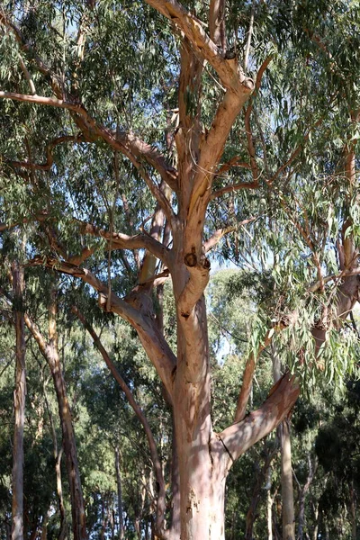 이스라엘 북쪽의 숲에서 수목의 두꺼운 — 스톡 사진