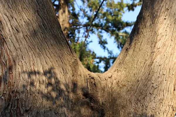 Tronco Grueso Árbol Hoja Caduca Bosque Norte Israel — Foto de Stock