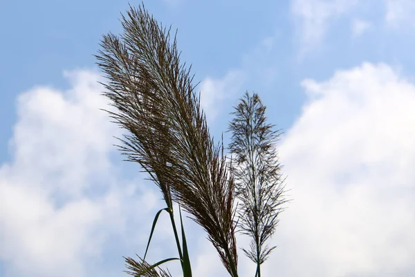 Dried Swamp Northern Israel Tall Reeds — Stock Photo, Image