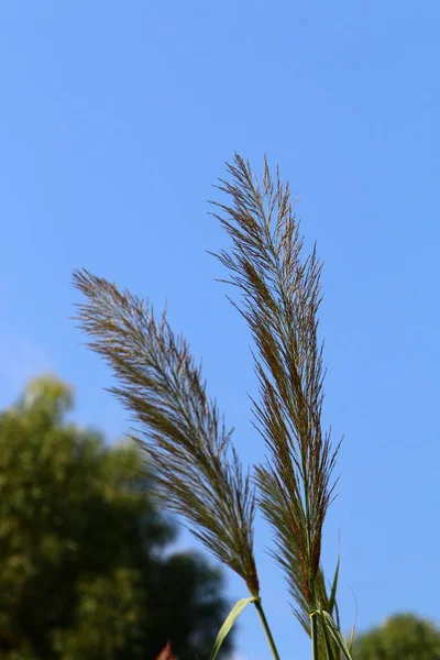 Dried Swamp Northern Israel Tall Reeds — Stock Photo, Image
