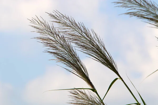 Kuzey Srail Kurutulmuş Bir Bataklık Uzun Sazlık — Stok fotoğraf