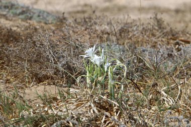 İsrail devletinin kuzeyinde Akdeniz'in kumlu kıyısında, bir kum zambağı çiçek açar - bir yıldız 