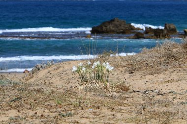 İsrail devletinin kuzeyinde Akdeniz'in kumlu kıyısında, bir kum zambağı çiçek açar - bir yıldız 