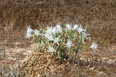 İsrail devletinin kuzeyinde Akdeniz'in kumlu kıyısında, bir kum zambağı çiçek açar - bir yıldız 
