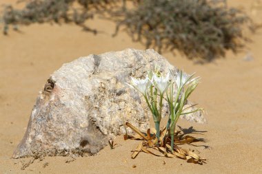 İsrail devletinin kuzeyinde Akdeniz'in kumlu kıyısında, bir kum zambağı çiçek açar - bir yıldız 
