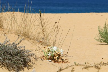 İsrail devletinin kuzeyinde Akdeniz'in kumlu kıyısında, bir kum zambağı çiçek açar - bir yıldız 