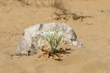 İsrail devletinin kuzeyinde Akdeniz'in kumlu kıyısında, bir kum zambağı çiçek açar - bir yıldız 
