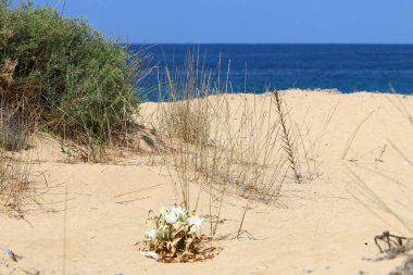 İsrail devletinin kuzeyinde Akdeniz'in kumlu kıyısında, bir kum zambağı çiçek açar - bir yıldız 