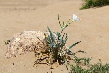 İsrail devletinin kuzeyinde Akdeniz'in kumlu kıyısında, bir kum zambağı çiçek açar - bir yıldız 