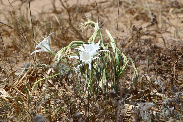 Orilla Arenosa Del Mar Mediterráneo Norte Del Estado Israel Florece —  Fotos de Stock