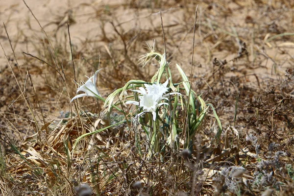 Sur Rive Sablonneuse Mer Méditerranée Nord État Israël Lis Sable — Photo