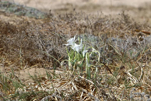İsrail devletinin kuzeyinde Akdeniz'in kumlu kıyısında, bir kum zambağı çiçek açar - bir yıldız 