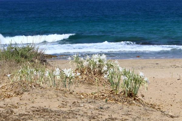 Sandy Shore Mediterranean Sea North State Israel Sand Lily Blooms — Stock Photo, Image