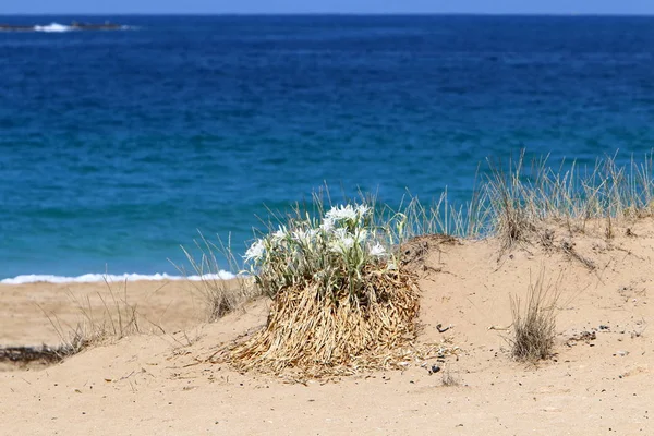 İsrail devletinin kuzeyinde Akdeniz'in kumlu kıyısında, bir kum zambağı çiçek açar - bir yıldız 