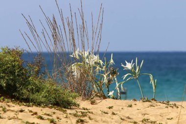 İsrail devletinin kuzeyinde Akdeniz'in kumlu kıyısında, bir kum zambağı çiçek açar - bir yıldız 