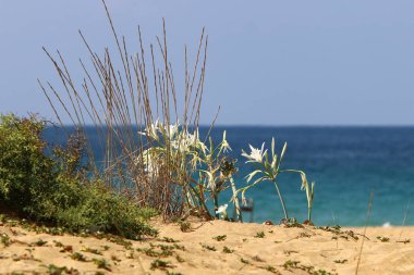 İsrail devletinin kuzeyinde Akdeniz'in kumlu kıyısında, bir kum zambağı çiçek açar - bir yıldız 