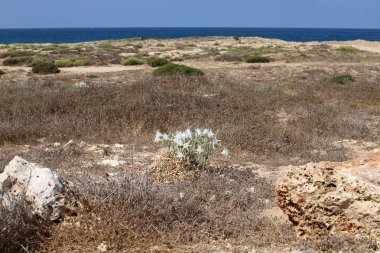 İsrail devletinin kuzeyinde Akdeniz'in kumlu kıyısında, bir kum zambağı çiçek açar - bir yıldız 